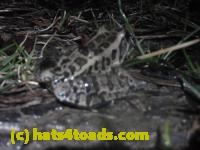/home//u458753944/public_html/sourcegallery//Roxborough Toad Detour/2013-2019/2014/2014-04-07/P1140898.JPG